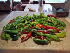 IMG_20250824_080702442