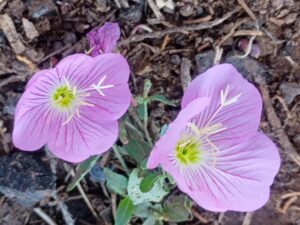 IMG_20260530_075300511