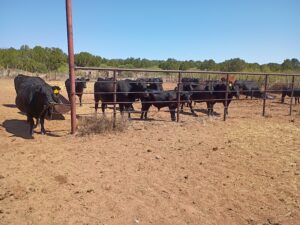 IMG_20260802_103429227